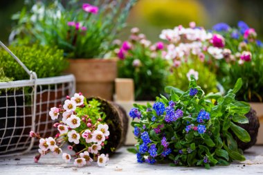 Bahçedeki masada bahar çiçeği fideleri.