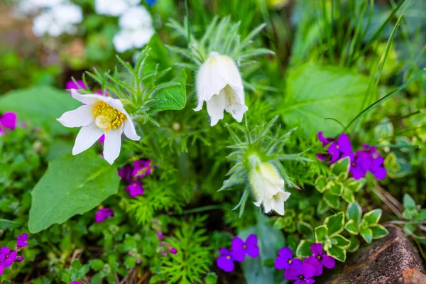 Blommande Pasque Blommor Vårträdgården — Stockfoto