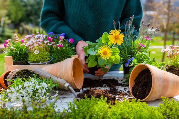 庭のポットに春の花の苗を植える女性 — ストック写真