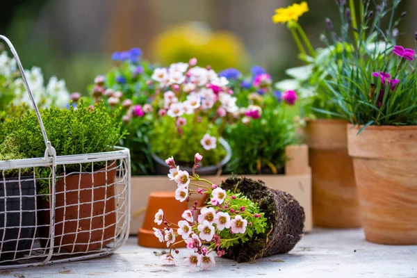 Plántulas Flores Primavera Sobre Mesa Jardín —  Fotos de Stock