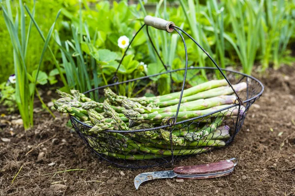 Freshly Cut Green Asparagus Garden — Stock Photo, Image