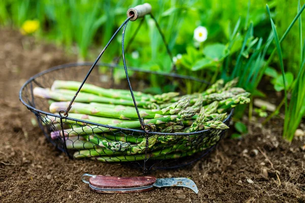 Freshly Cut Green Asparagus Garden — Stock Photo, Image
