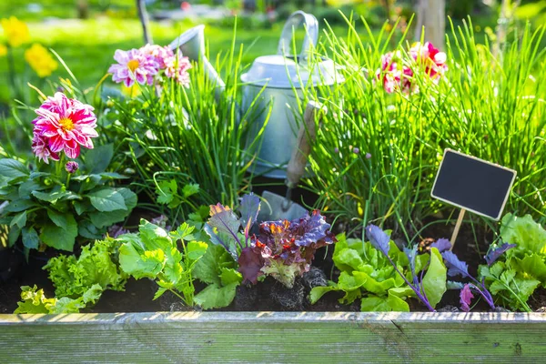 庭のレタスと野菜の若い苗 — ストック写真