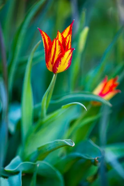 Tulipani Fiore Nel Giardino Primaverile — Foto Stock