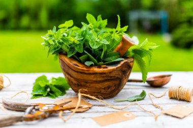 Tahta havanda taze bitkiler..