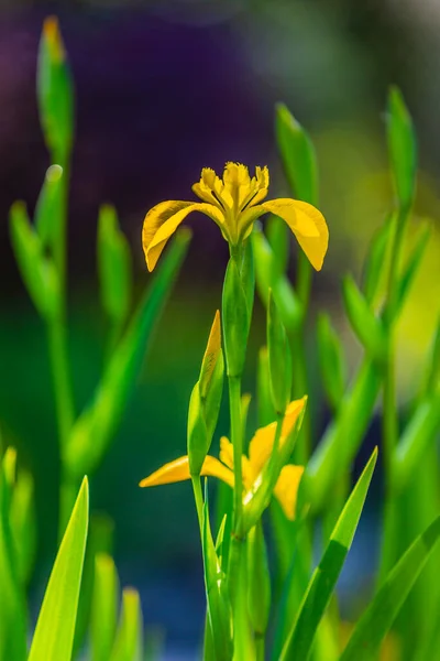 Iris Jaunes Fleuris Dans Jardin — Photo