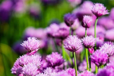 Bahçede çiçek açan Frenk soğanları.