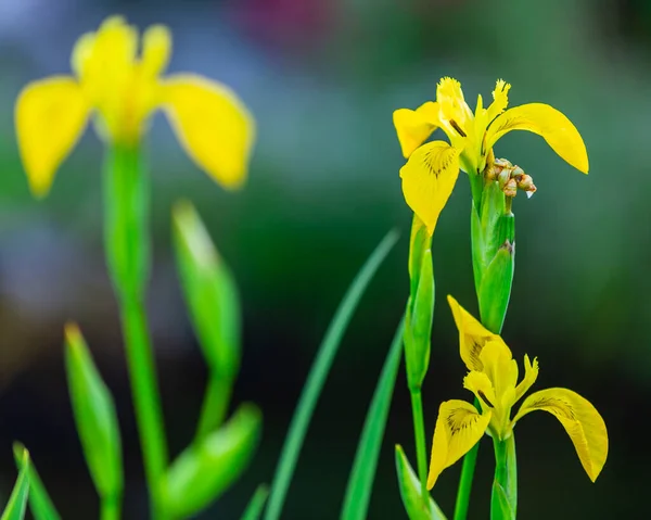 Kwitnące Żółte Tęczówki Ogrodzie — Zdjęcie stockowe