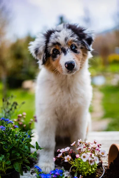 Lindo Cachorro Pastor Australiano Flores Jardim — Fotografia de Stock