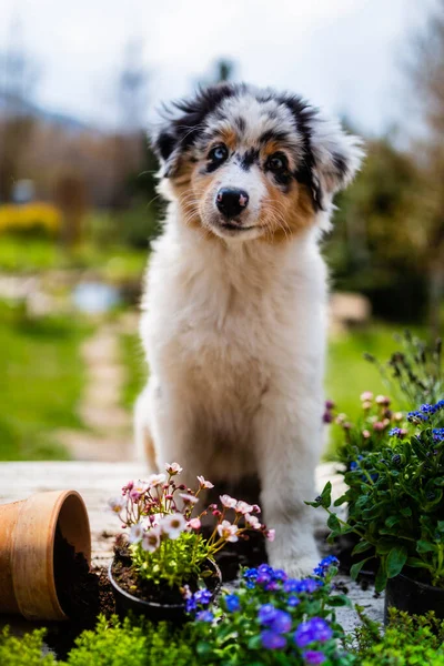 Ein Süßer Australian Shepherd Welpe Und Blumen Garten — Stockfoto