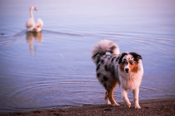 白天鹅牧羊犬图库照片 免版税白天鹅牧羊犬图片 Depositphotos 白天鹅牧羊犬图库照片 免版税白天鹅牧羊犬图片 Depositphotos