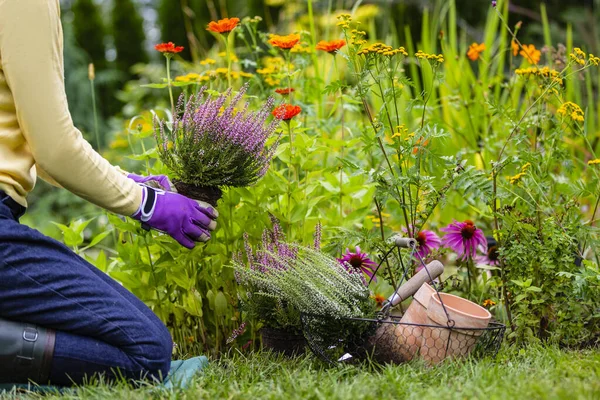 Une Femme Plante Des Bruyères Automne Dans Jardin — Photo