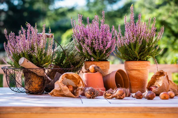 Flower Bulbs Blooming Heathers Table Garden — Stock Photo, Image