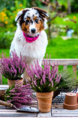 Bahçesinde fundalıkları olan şirin bir Avustralya çoban köpeği portresi..