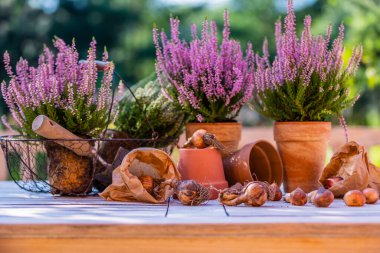 Flower bulbs and blooming heathers on the table in the garden. clipart