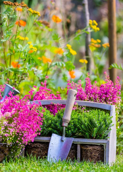Heather Dan Hebe Bibit Dengan Alat Alat Kebun Kebun Ruang — Stok Foto