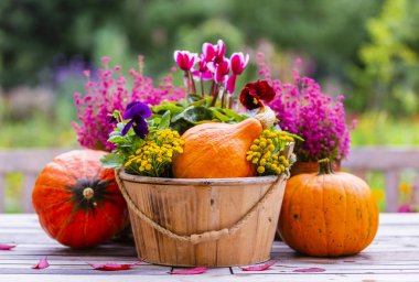 Sonbahar bahçe süslemeleri. Bahçedeki ahşap masada balkabakları ve fundalıklar. 