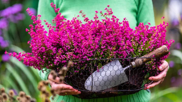 Eine Frau Hält Einen Korb Mit Heidekrautpflanzen — Stockfoto