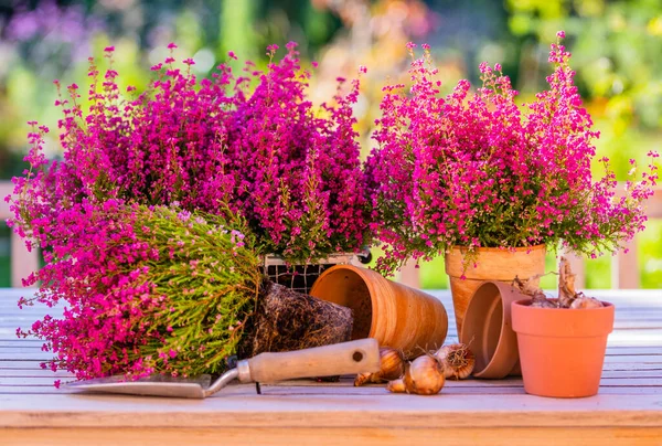 Heather Erica Cebulki Kwiatowe Narzędziami Ogrodowymi Stole Ogrodowym — Zdjęcie stockowe