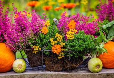 Sonbahar hasadı. Bahçedeki ahşap bir masada balkabakları ve çiçek açan fundalar..