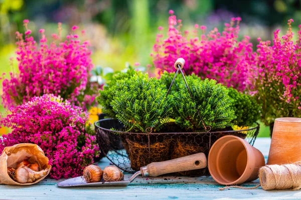 Hebe ve Heather Erica tohumları Bahçe masasında çiçek soğanları.