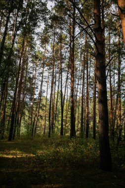 Çam ormanında yürü