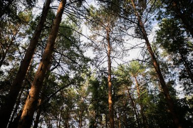 Çam ormanında yürü