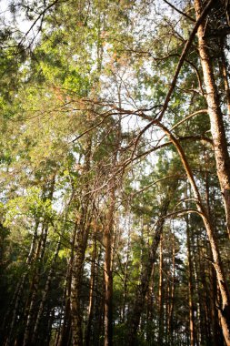 Çam ormanında yürü