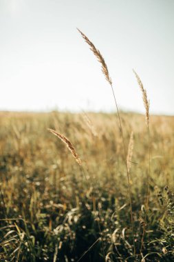 Sazlıklar rüzgarda gelişir. Sıcak yaz öğleden sonra