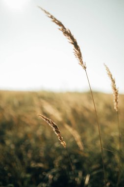 Sazlıklar rüzgarda gelişir. Sıcak yaz öğleden sonra
