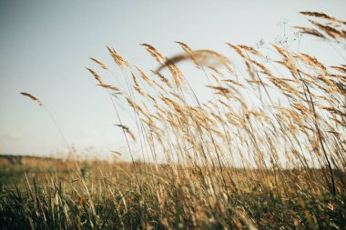 Sazlık rüzgarda uçar.