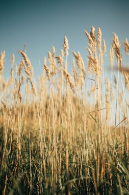 Sazlık rüzgarda uçar.