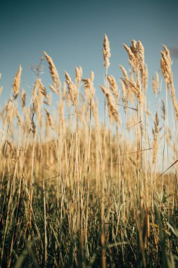 Sazlık rüzgarda uçar.