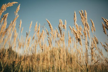 Sazlık rüzgarda uçar.