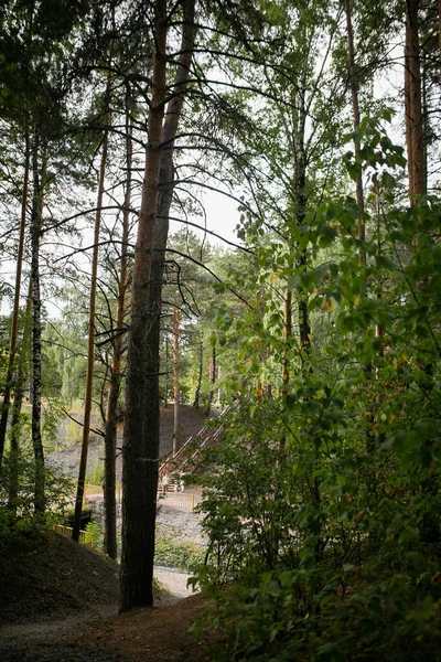 Çam ormanı açık havada