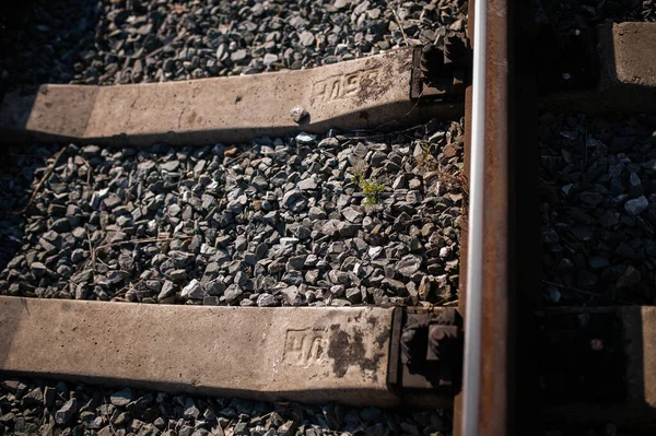 Eski demiryolu. Yıllarca tek başına kaldı.