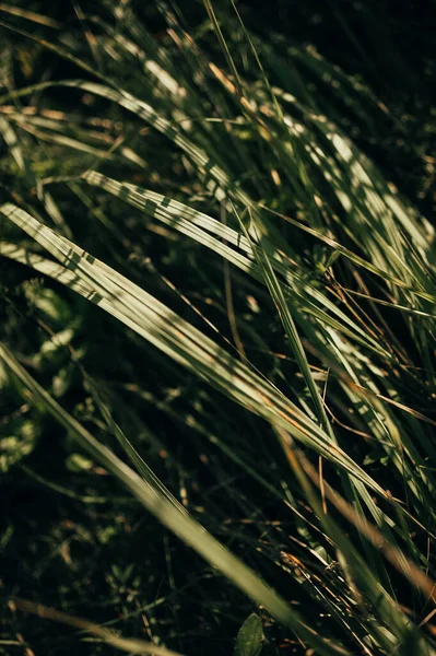 Derenin kenarında yabani otlar yetişir.