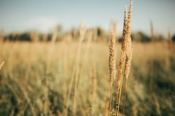 Sazlık rüzgarda uçar.