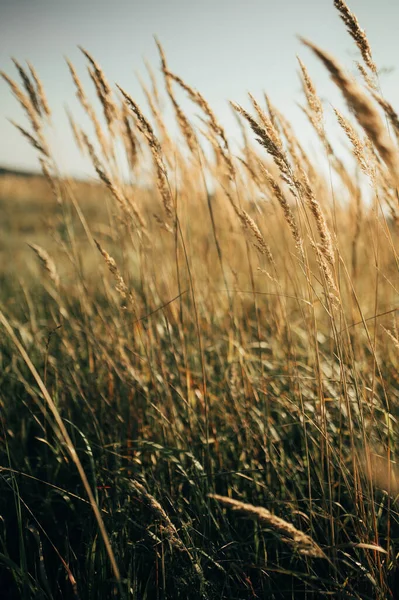 Sazlık rüzgarda uçar.