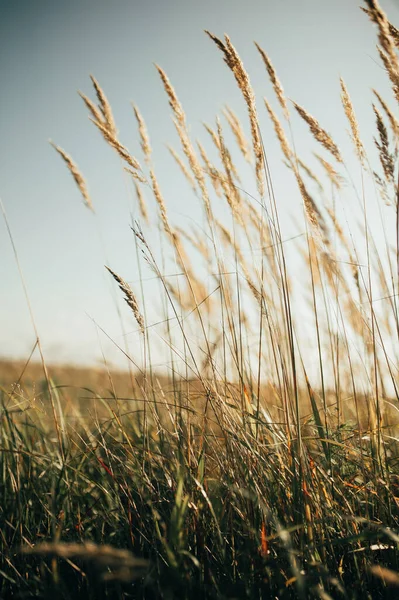 Sazlık rüzgarda uçar.