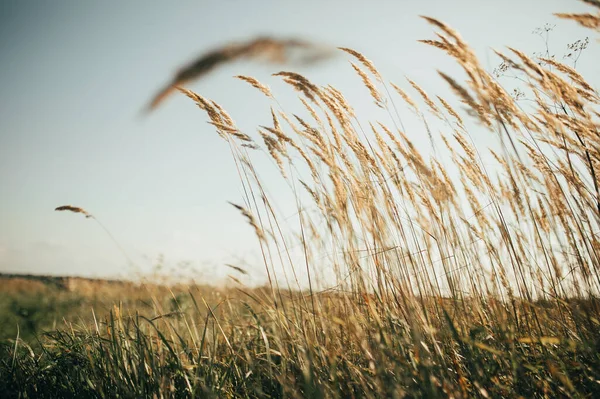 Sazlık rüzgarda uçar.