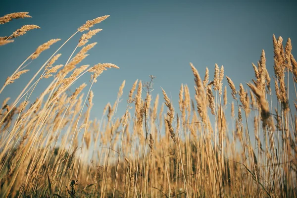Sazlık rüzgarda uçar.