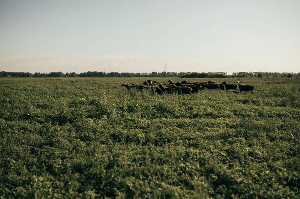 Koyunlar tarlaya gitsin.