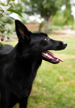 Köpekler bahçede eğleniyor. Yatakları çiğne ve havuç yuvarla.