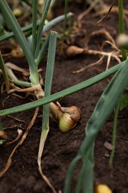 Bahçede yetişen yeşil soğanlar
