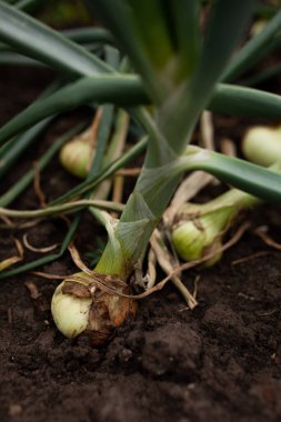 Bahçede yetişen yeşil soğanlar