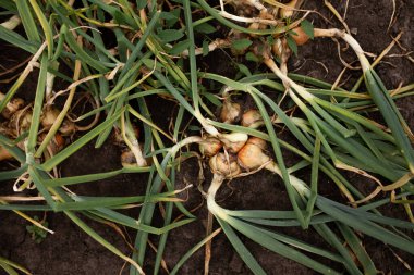 Bahçe yatağında yetişen soğanlar