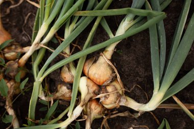Bahçe yatağında yetişen soğanlar