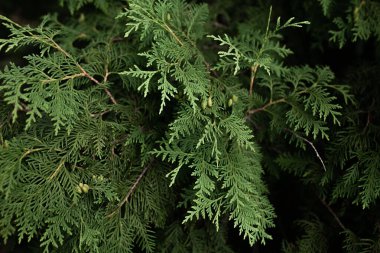 Kocaman, eski bir firma. Kocaman bir geçmişi olan sert bir ağaç. Telefon duvar kağıdı