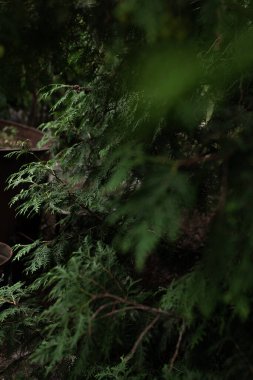 Kocaman, eski bir firma. Kocaman bir geçmişi olan sert bir ağaç. Telefon duvar kağıdı